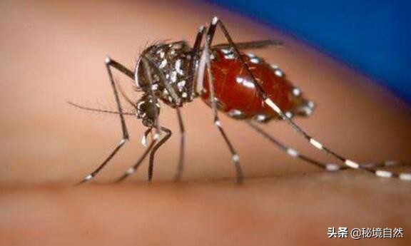 其实最毒的蚊子你被哪种蚊子咬过,被蚊子咬后如何判断是否是毒蚊子