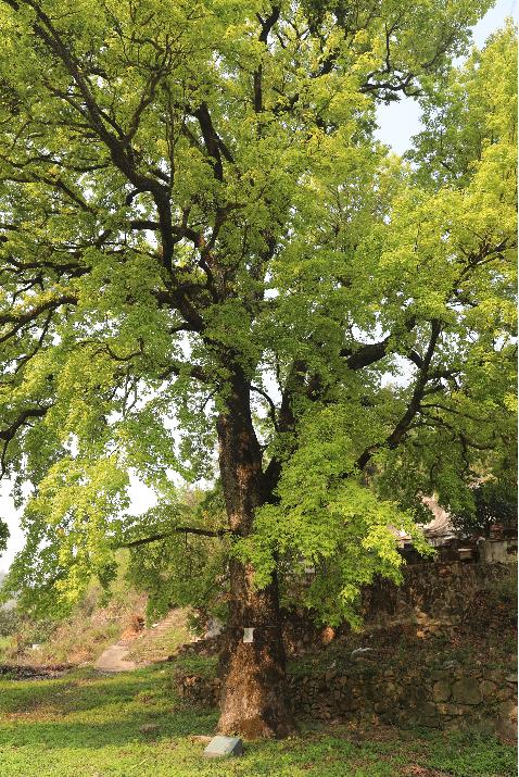 温州乐清900多岁的“树王”，长这样