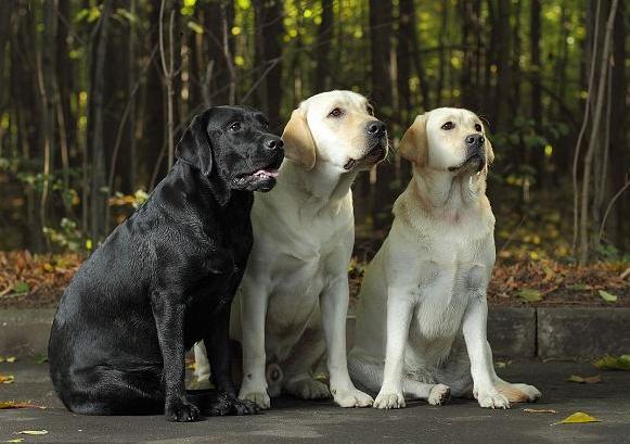 拉布拉多犬怎么养最佳,拉布拉多犬好养吗怎么才能听话