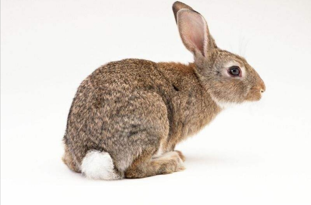 写小狗小猫小兔的外形描写作文,描写小猫小狗的好段落