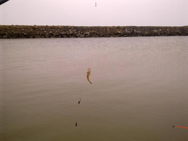 连云港海边垂钓沙光鱼“沙光一年一尺长，三年赶上老龙王”