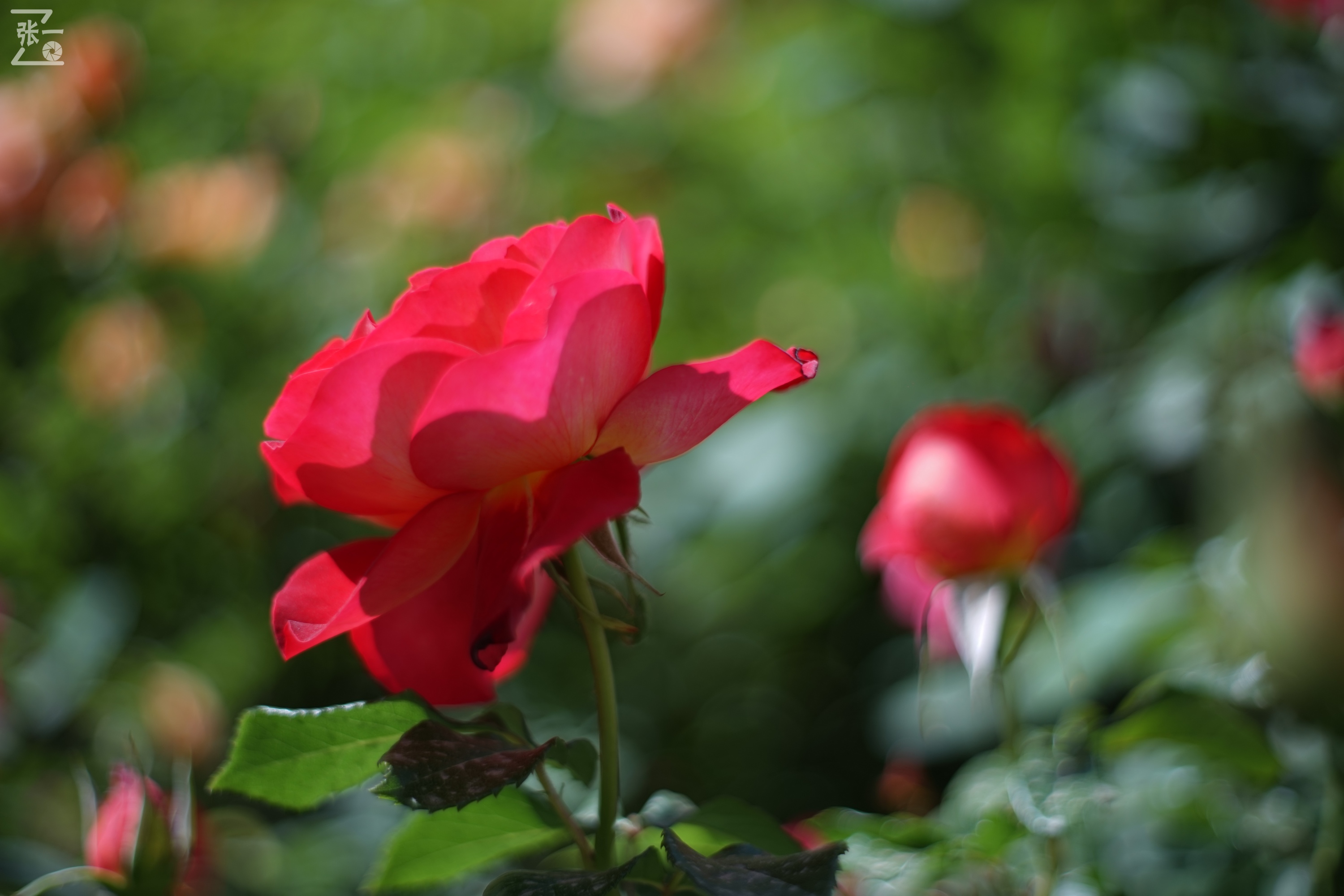 凤凰国产50mm镜头,凤凰索尼e口镜头