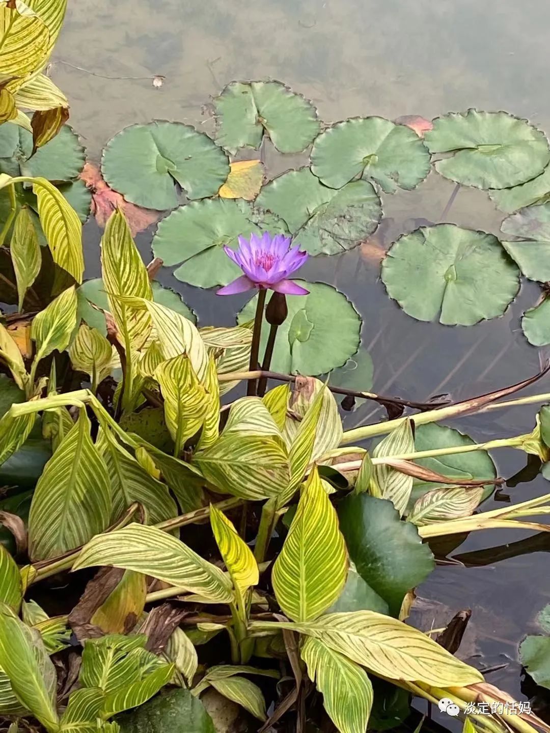 一边修脚一边讲故事,开口学古诗