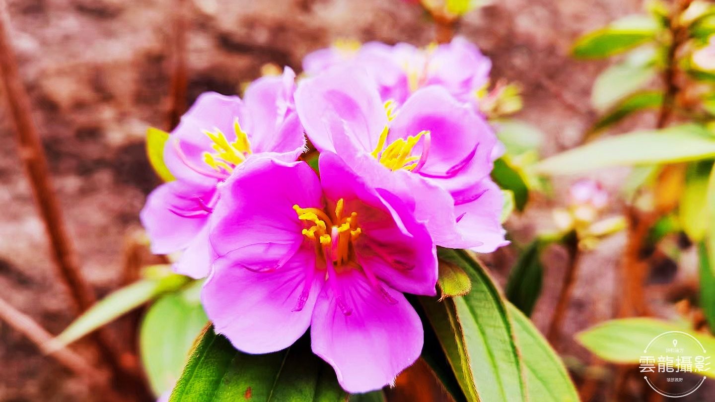 「五絕」平聲三十韻•春系列（18-37）首