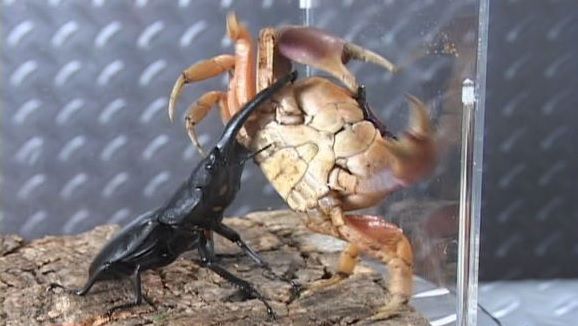 昆虫界的斗王——巴拉望巨扁,不服就来干一架,被掀翻的肯定是你