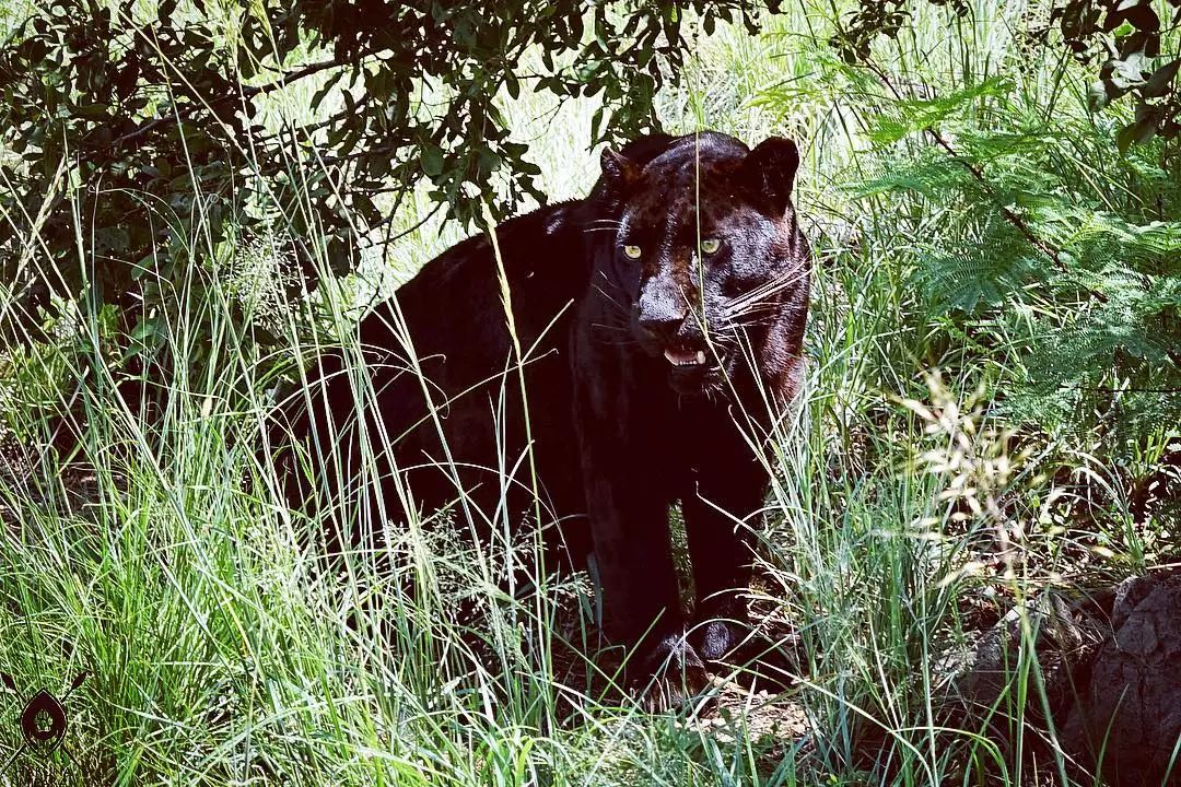 放弃百万年薪，去非洲撸猫？长腿版小李子引63w人舔屏：看我看我