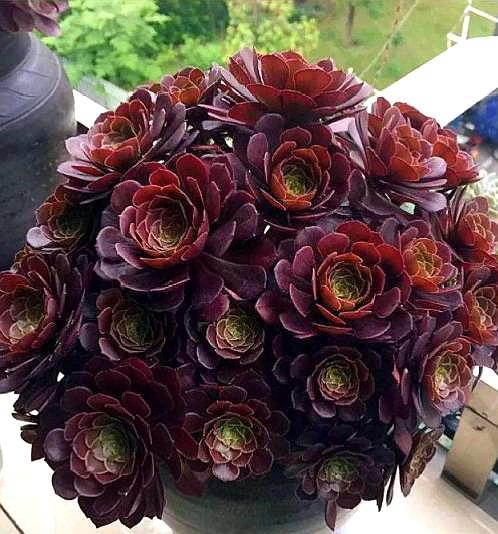 法师怎么预防黑腐,怎样防止法师缀化黑腐