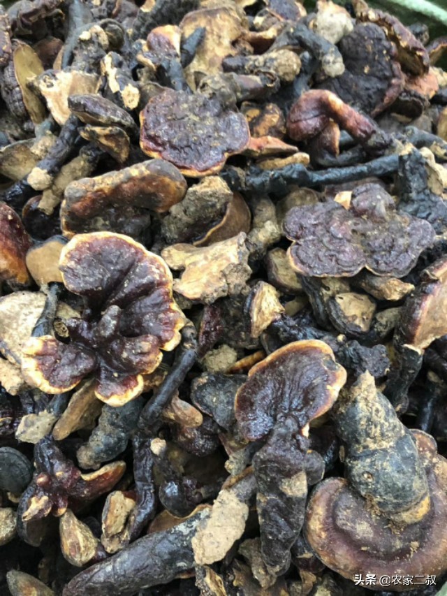 野生赤灵芝直播间,野生赤灵芝怎么吃