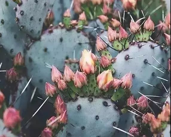 北京最美花店,她放弃了总监职位后续