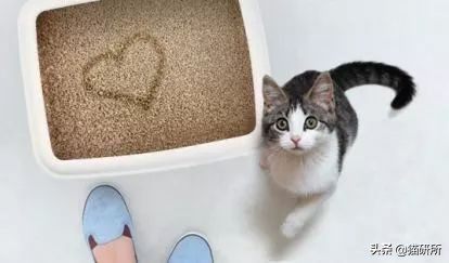 猫砂世界最重要的发明之一,为什么说猫砂是伟大的发明