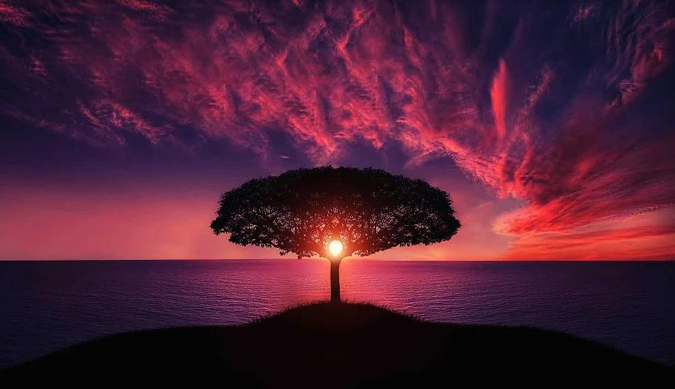 tree植树节,外国的植树节在哪里