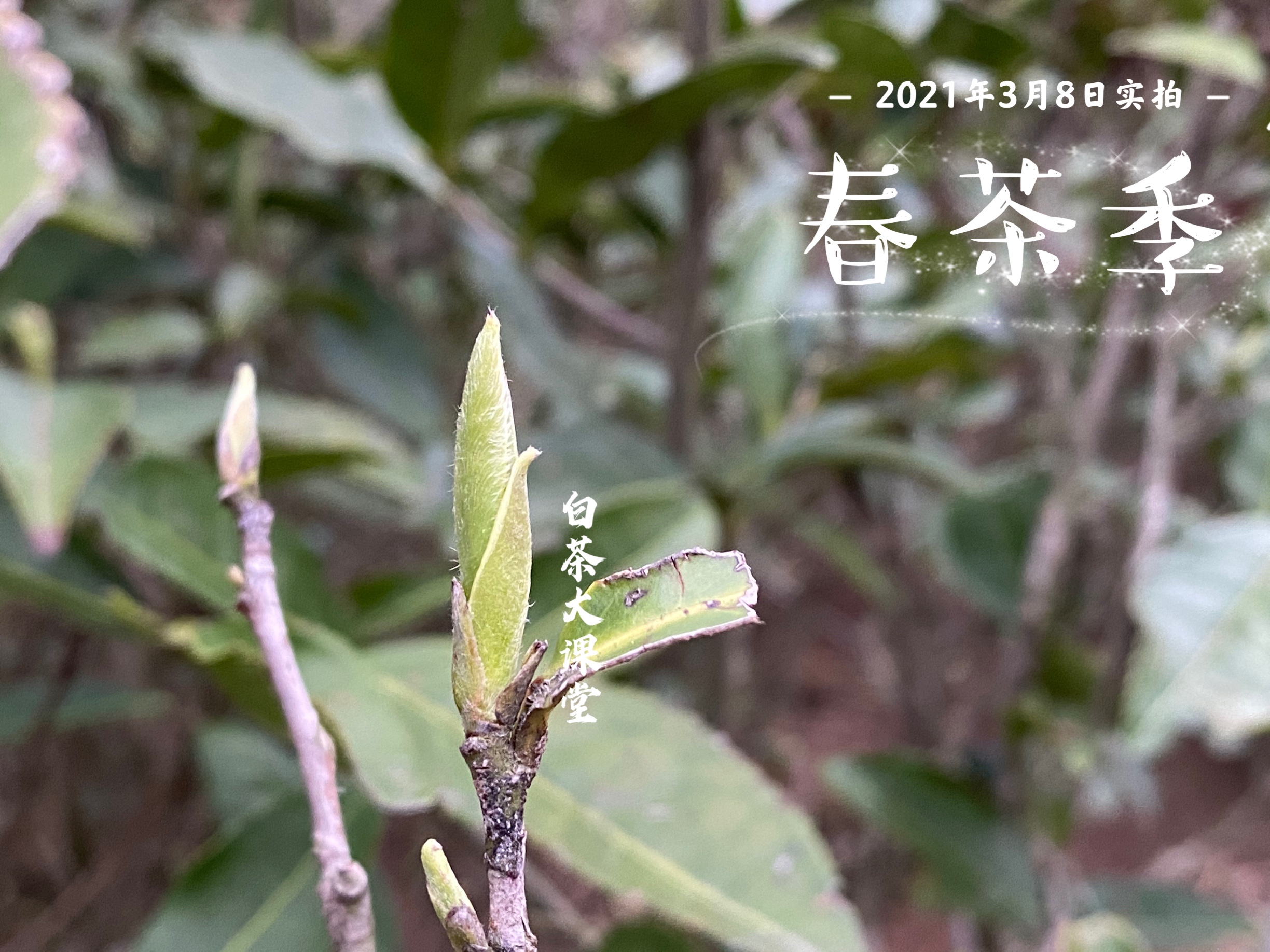 茶友们所热捧的老白茶究竟是什么,为什么有的白茶怎么泡都不苦涩