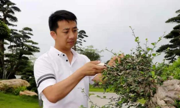 花木城：让盆景走进千家万户，尽显芳华