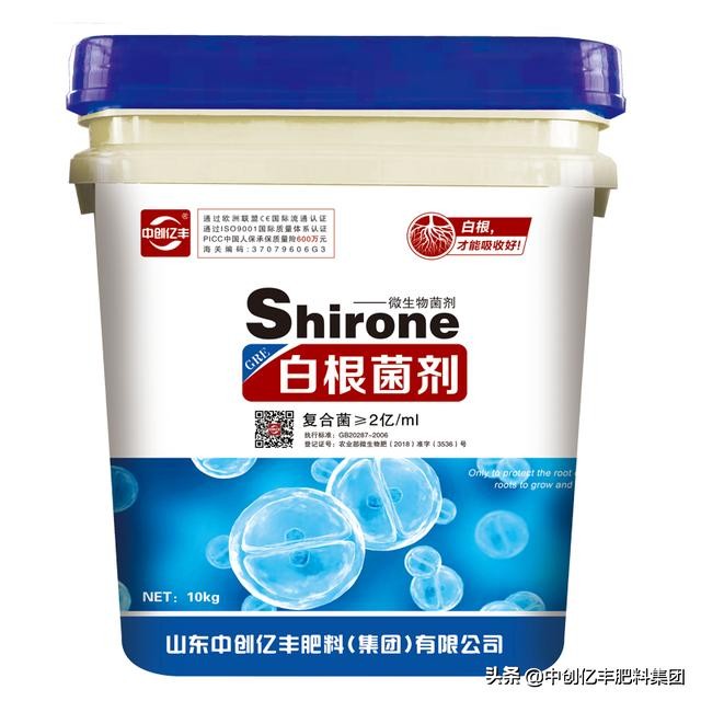 种植金线莲要什么土,种植金线莲注意事项与禁忌