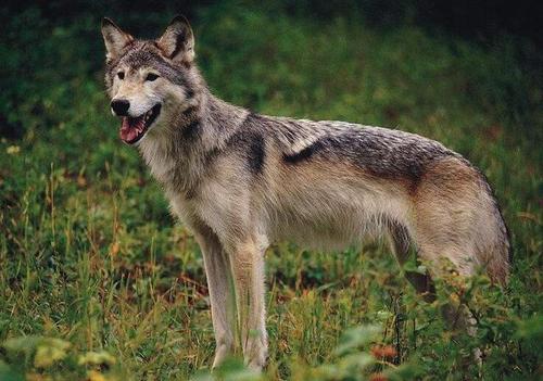 一只狼天生残疾,狼群会不会驱逐它?我们可能对狼群的生活想错了