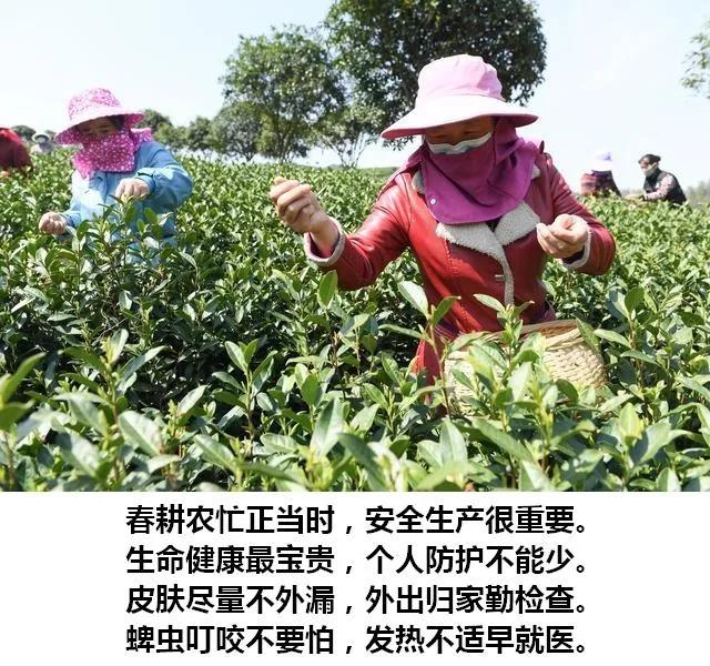 蜱虫引起发烧,蜱虫病老是发烧咋办