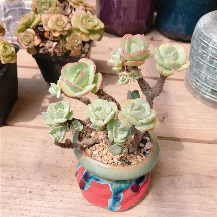 养了8年的“老桩”,价值2000块,这样的碧桃多肉,你舍得买吗?