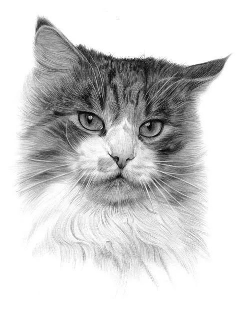 绱犳弿鍏ラ棬鍔ㄧ墿,绱犳弿鍔ㄧ墿瑙ｆ瀽