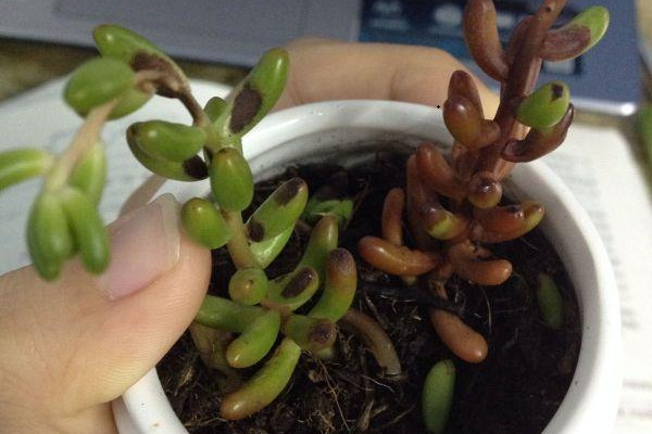 多肉变红色叶子是怎么回事,多肉叶子变红代表什么原因