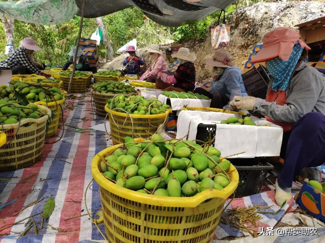 小台芒香甜滑嫩甜而不腻,台芒香甜多汁2.5斤