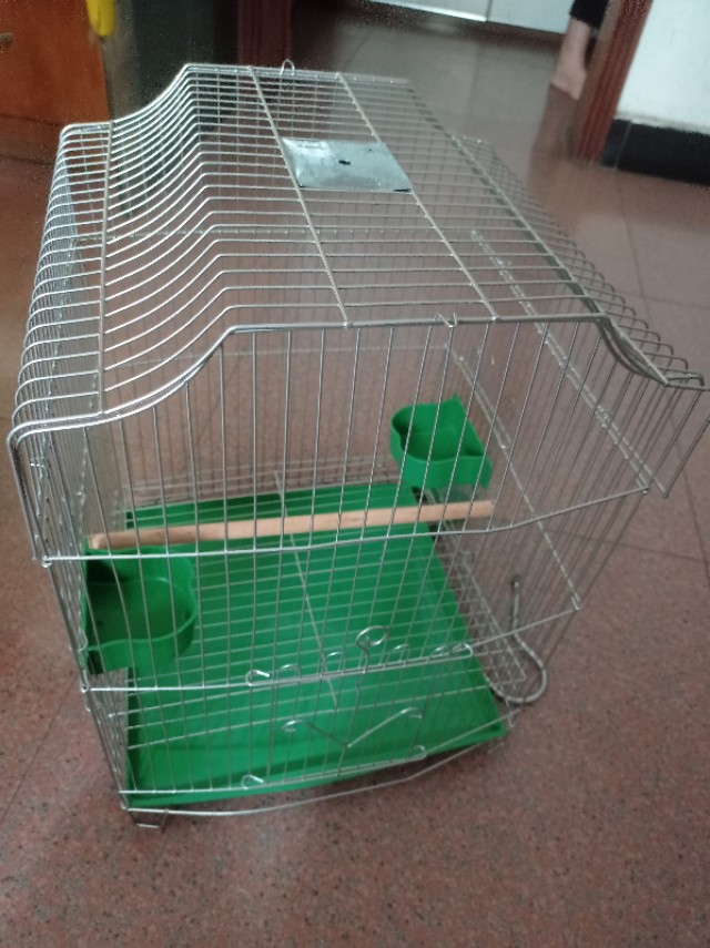 家里添了一个新成员,三百元进手的海南八哥