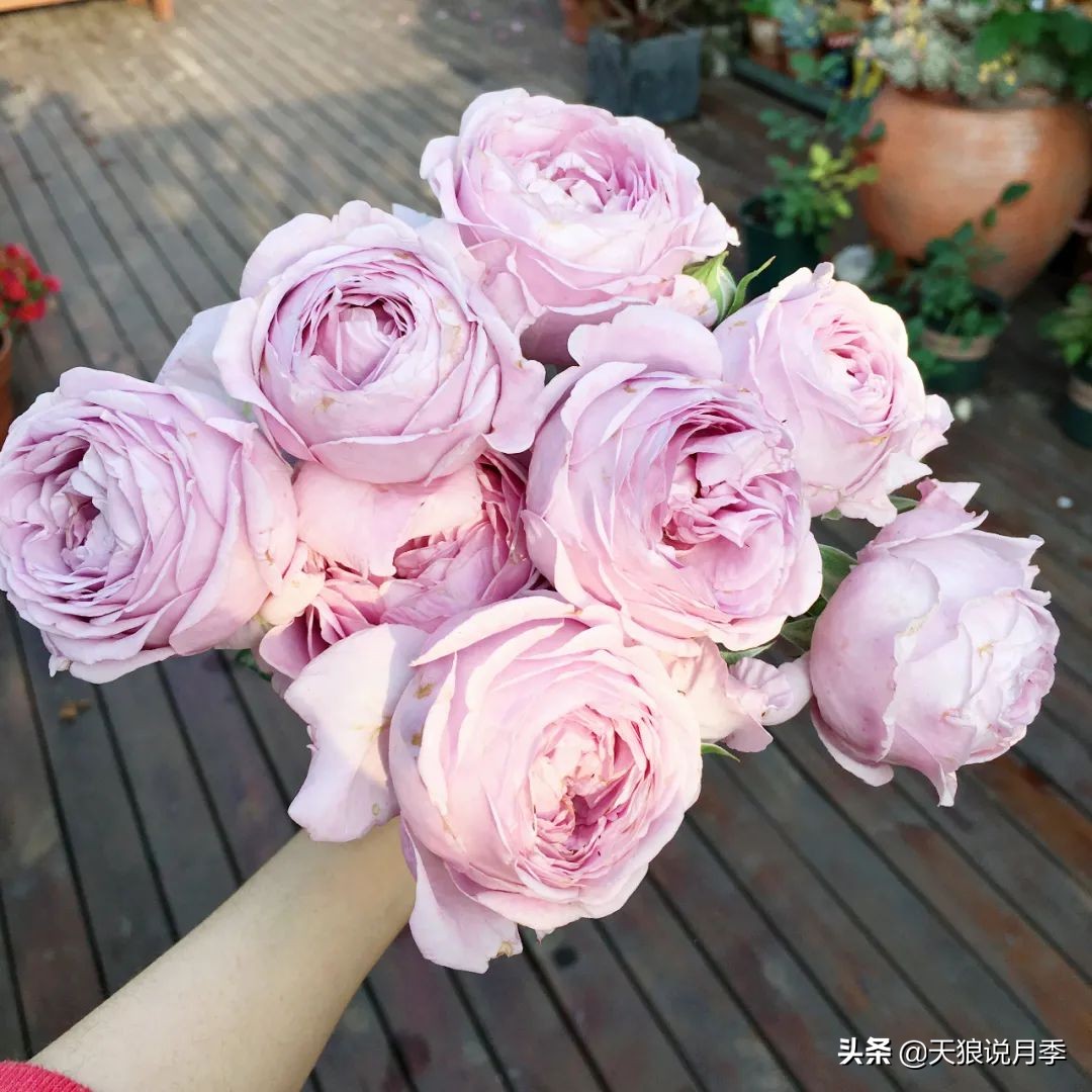 如何打造四季开花的花园,如何打造四季都有花的花园