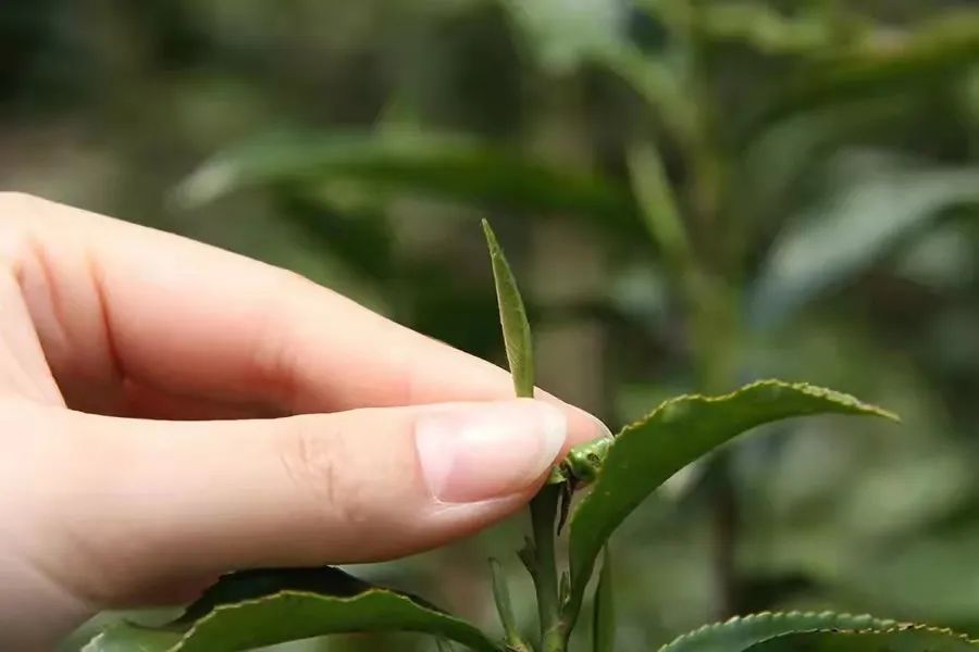 金骏眉深受大家喜爱的原因,真正的金骏眉是这样的