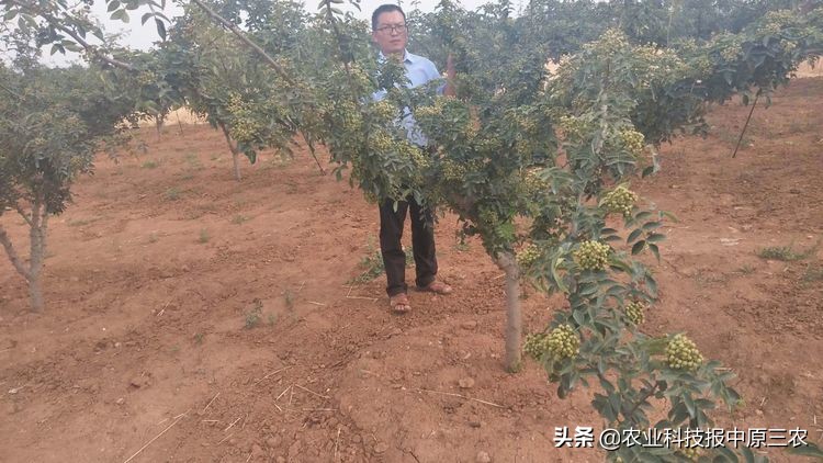 如何防治花椒树上的蚜虫,如何治花椒树上的蚜虫