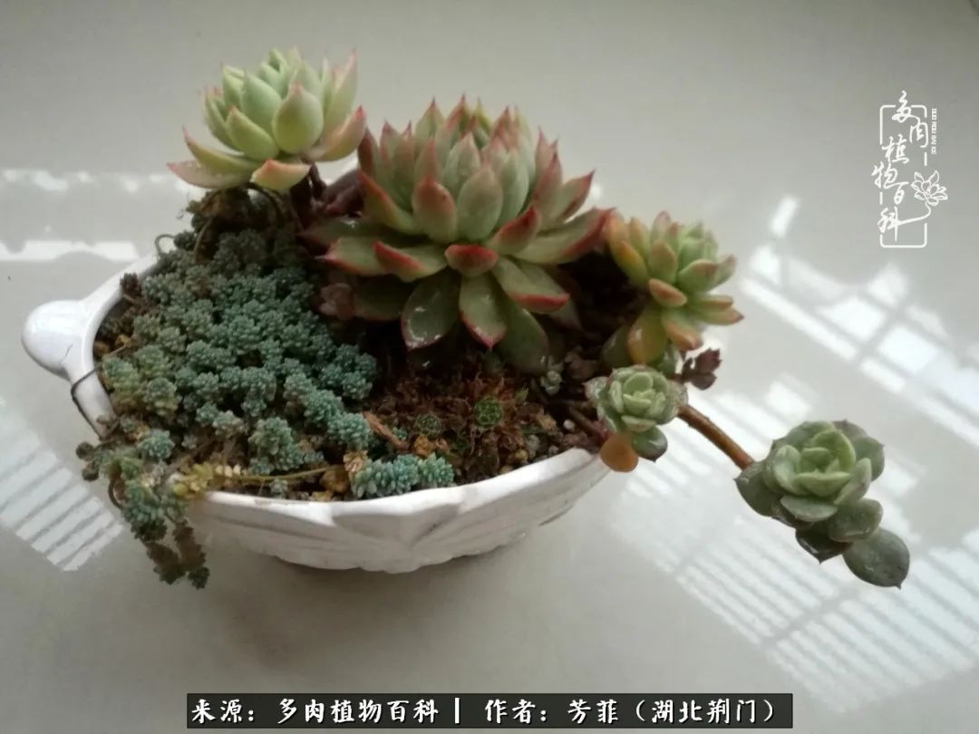 我的桃源：多肉之美，日甚一日，年胜一年