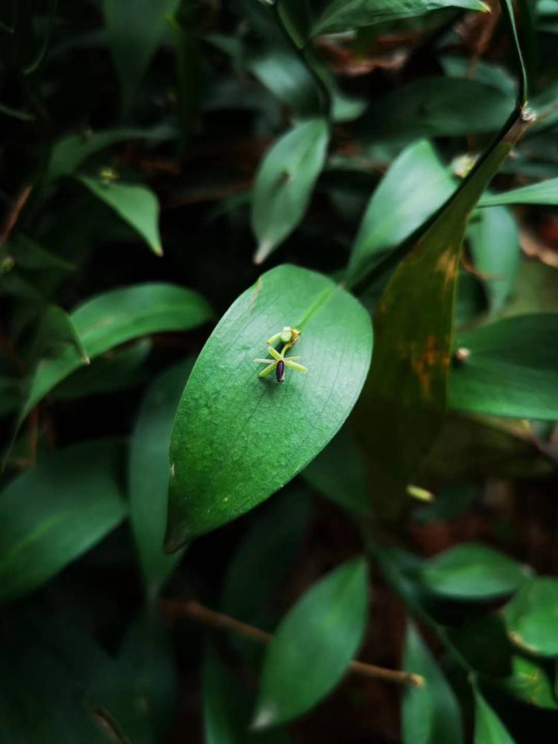长着叶的模样,干着叶的活,为什么不给它叶的名分