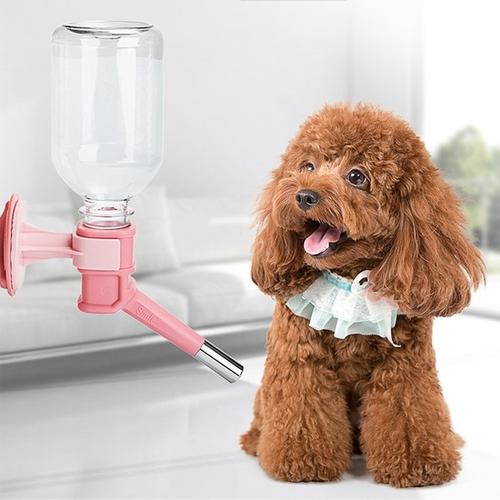 买个纯种母狗划算还是纯种公狗好,细犬幼犬公狗怎么挑