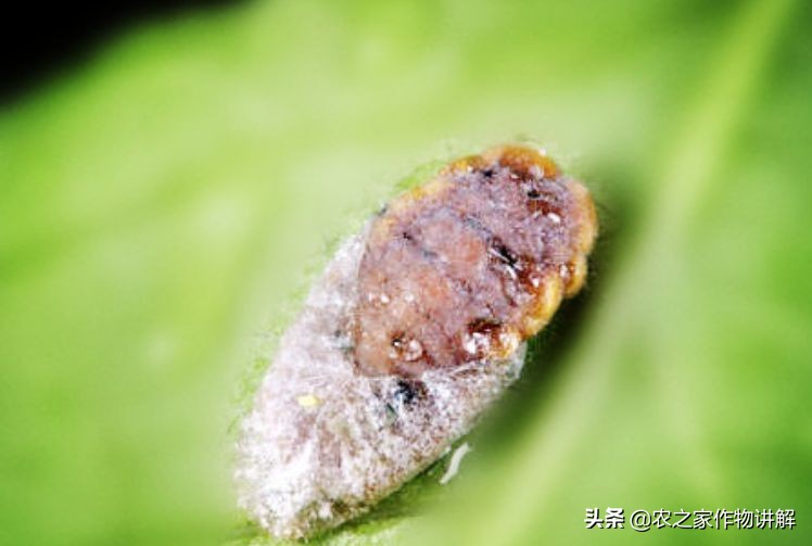 芦荟揭秘,关于芦荟的历史和现状研究报告