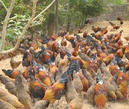 鸡子脸肿流泪喂啥药,引起鸡肿头肿脸的疾病