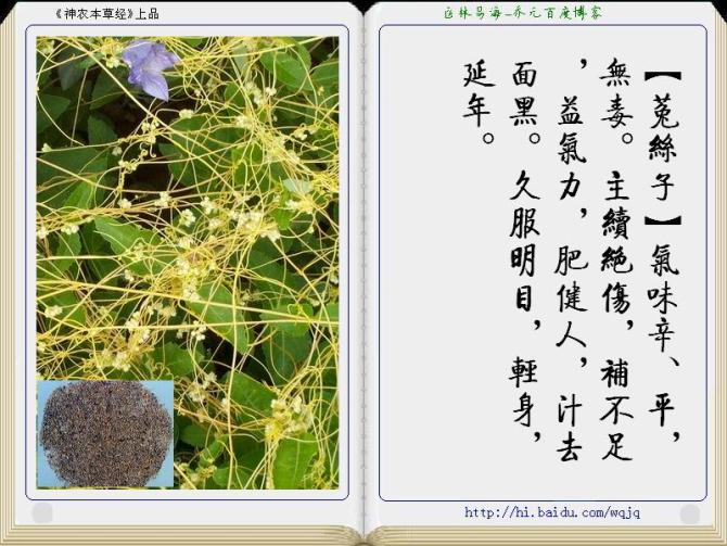 本草纲目中药讲解视频,本草纲目中药图谱及药理讲解