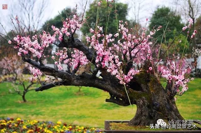 室内十大盆景名贵树种排名,十大盆景名贵树种排名火棘