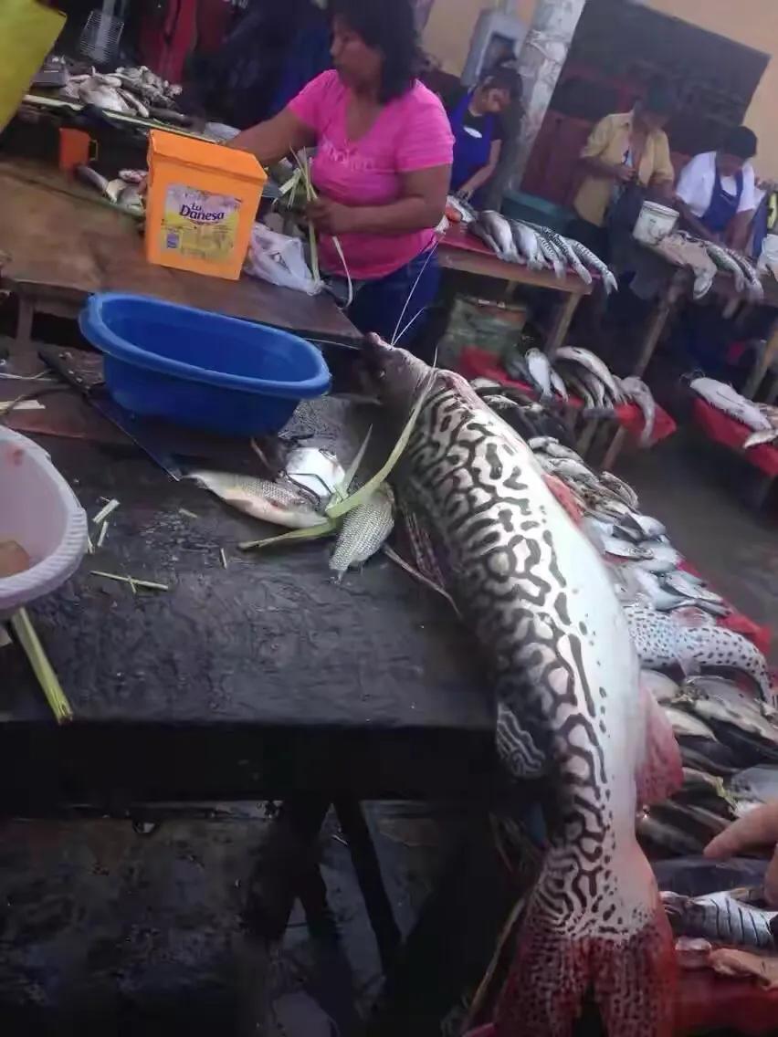 人工鳄鱼肉能吃吗,野生鳄鱼肉什么口感