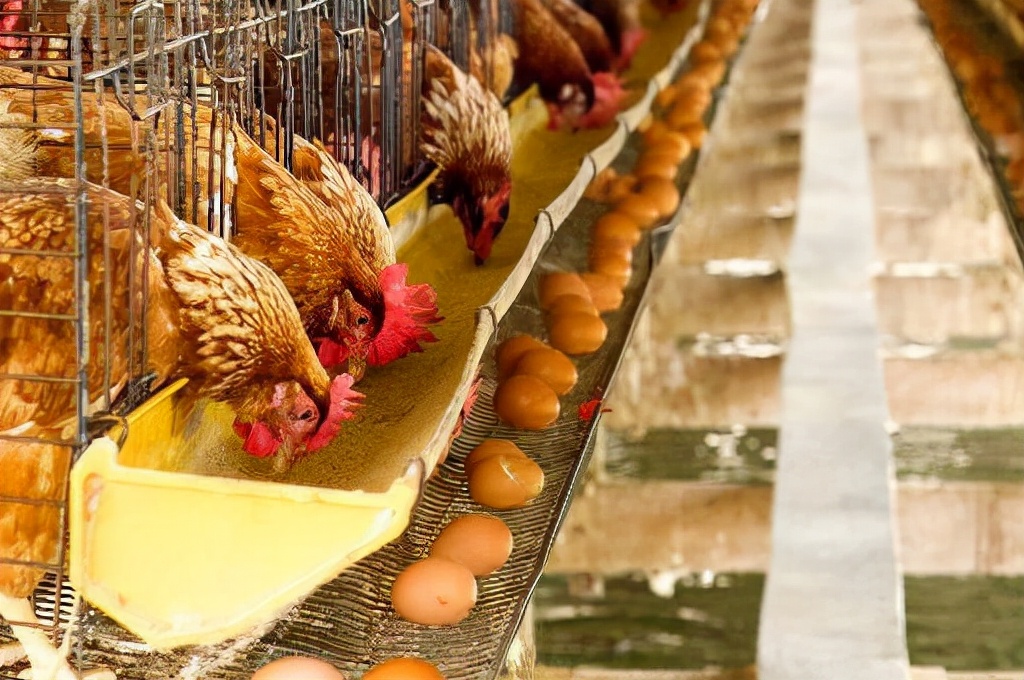 如何防治肉鸡腺胃炎的方法,817肉鸡腺肌胃炎怎么治疗好得快