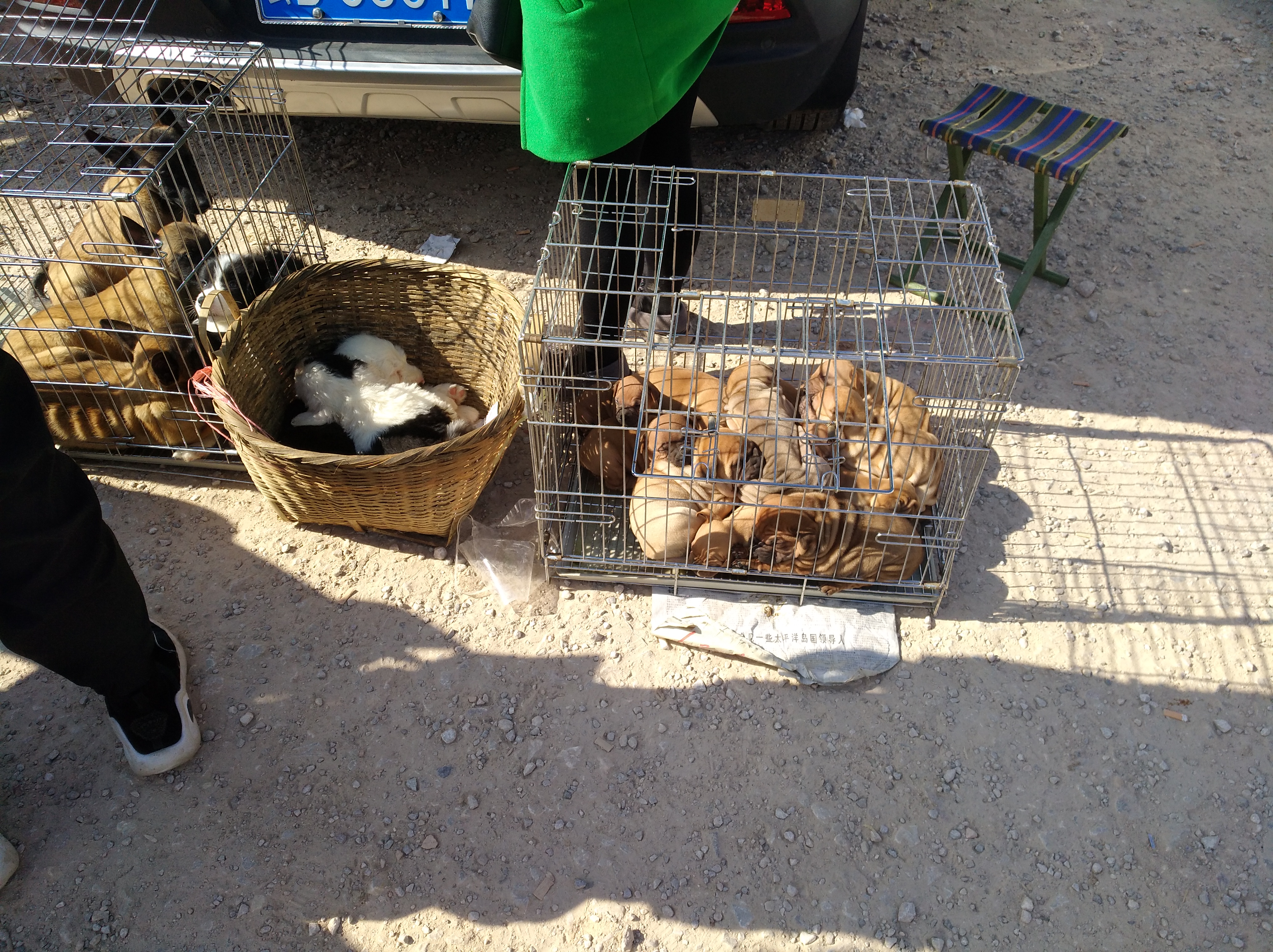 可爱沙皮小狗视频,沙皮幼犬多少钱一只