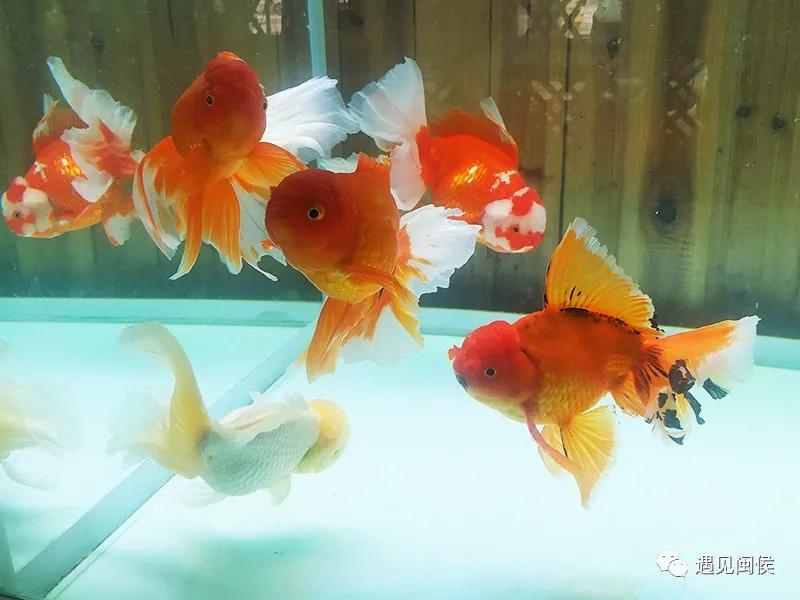 见过会踢足球的闽侯金鱼吗？盘它