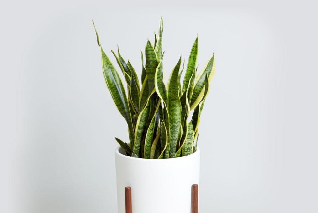 室内养净化空气效果最好的植物,水养植物净化空气无毒