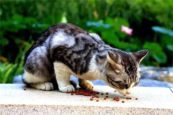 新手养猫科学纠正猫咪不良行为,分享养猫咪日常生活习惯的铲屎官