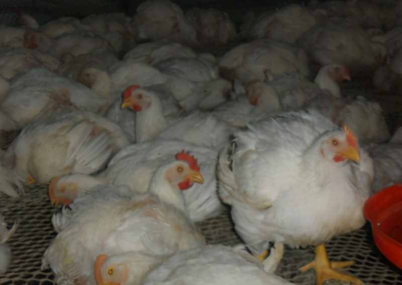 秋冬养鸡小妙招热门,养鸡怎么防寒冬