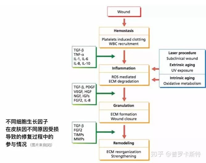 冻干精华第一名,一支冻干粉6瓶精华液