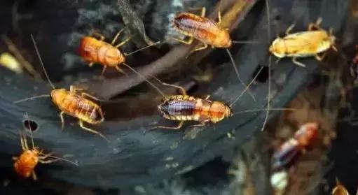 原来蟑螂最怕它,地上撒上少许,比蟑螂药好用