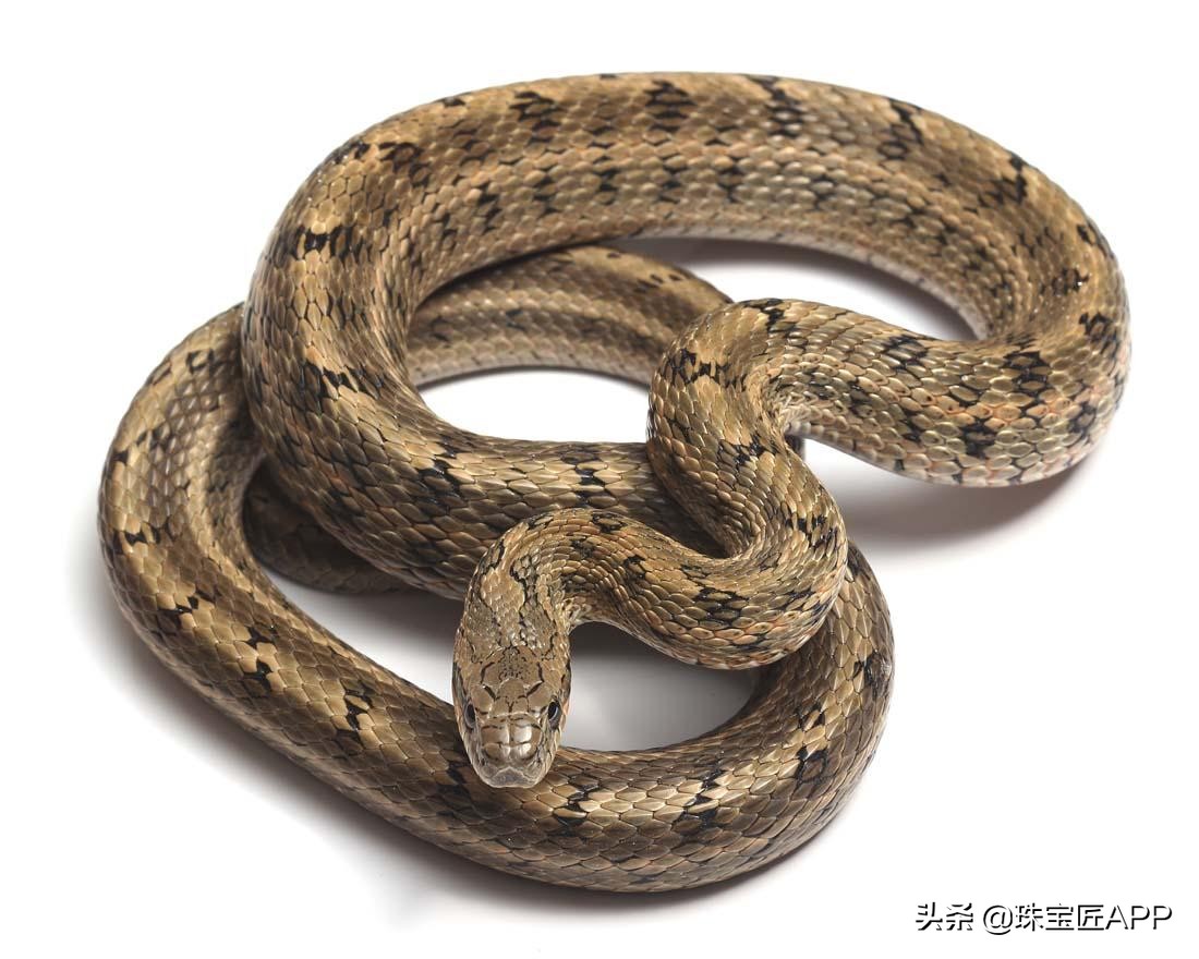 十种可怕的珠宝,珠宝手绘橙色宝石寓意什么