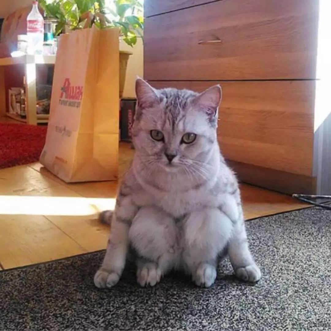 猫是液体的证据找到了吗,猫难道真的是液体吗