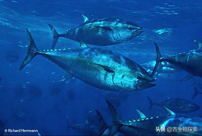 金枪鱼被吃光,金枪鱼被吃掉了