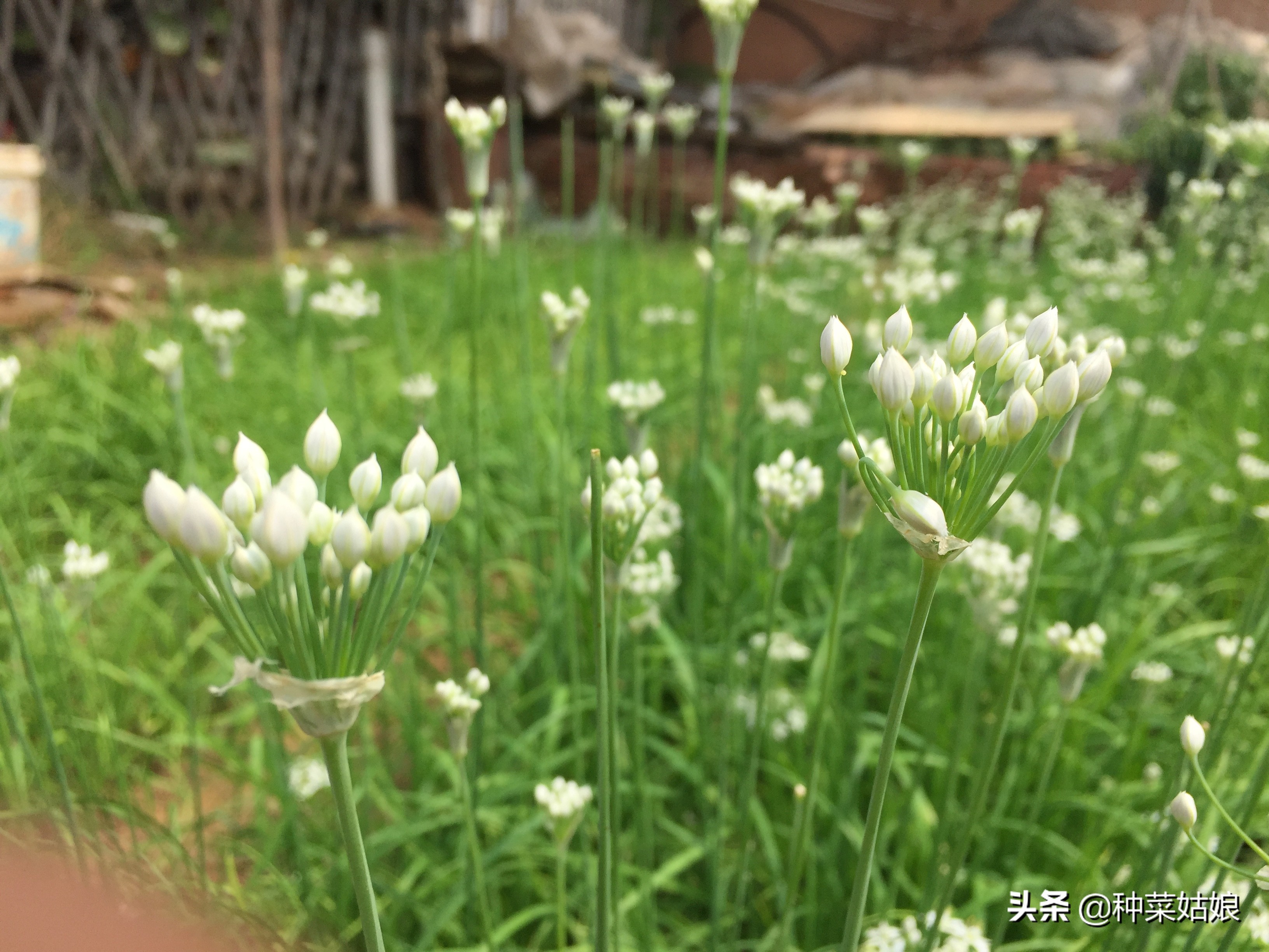 韭菜直接种好还是出苗后再栽好,种韭菜定植四项要点