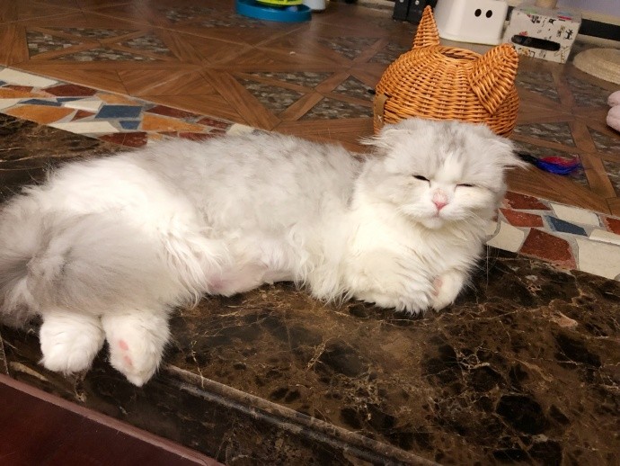 辟谣，猫咪也会被鱼刺卡喉咙，避免伤害只需做到：拒喂鱼骨