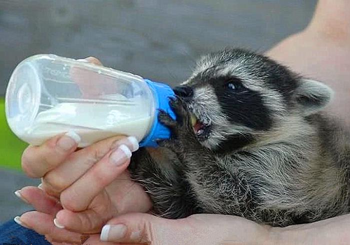 浣熊性格,浣熊性格爱好特点